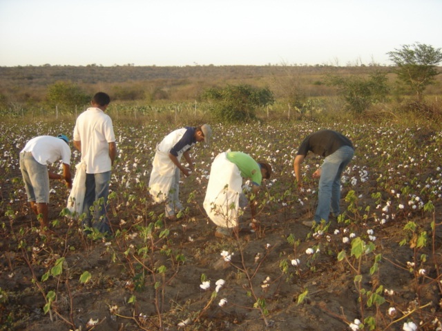 COLHEITA DE ALGODAO AGROECOLOGICO.jpg